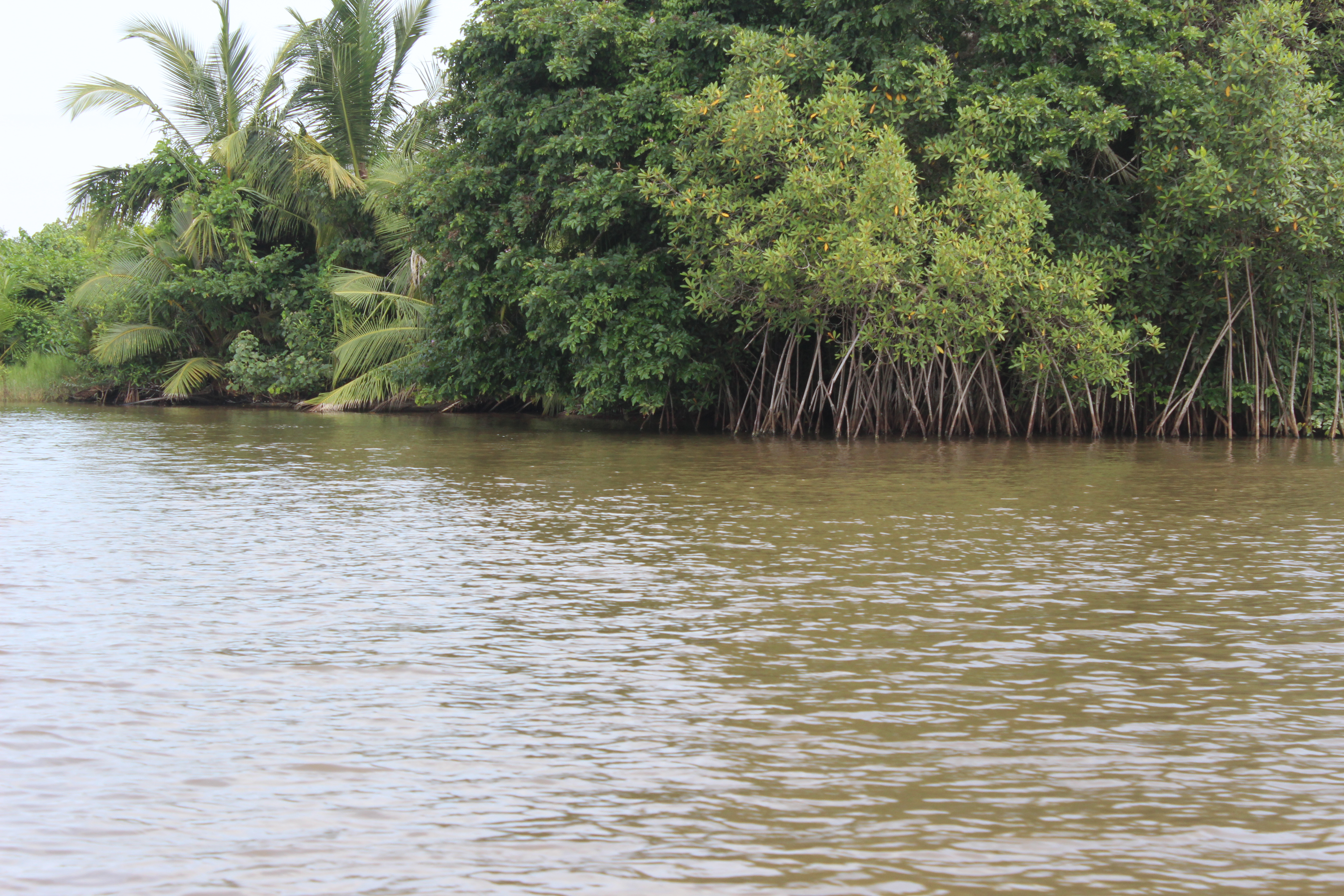 Vue Mangroves